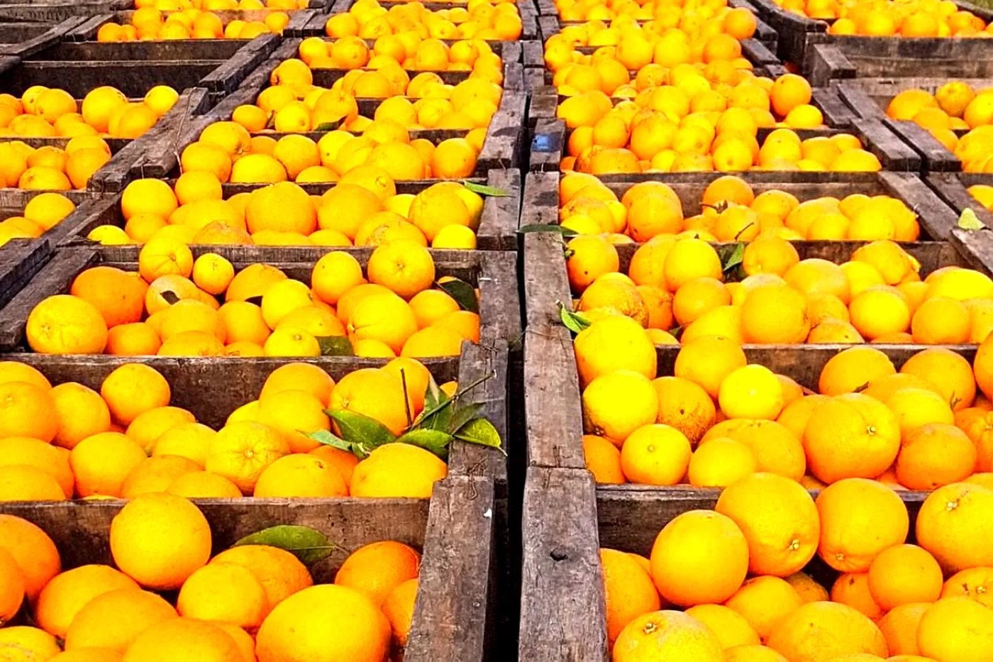 Cajones de naranja recién cosechada en la quinta