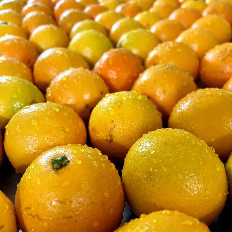Naranjas lavadas en la línea de selección