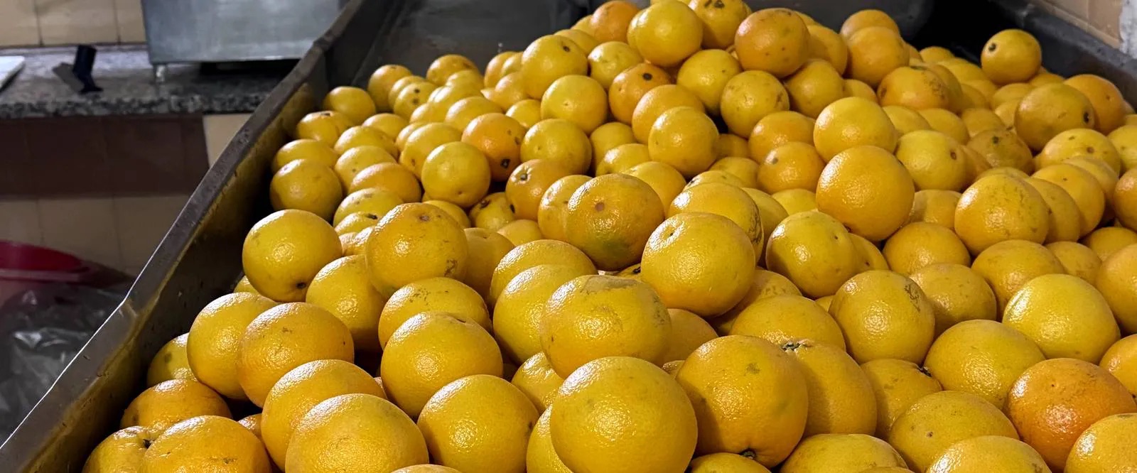 Fruta en la línea de la planta antes del prensado
