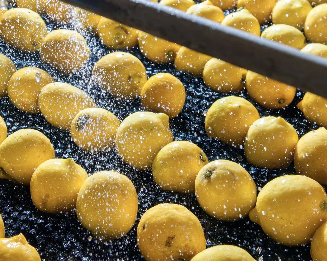 Limones maduros en la línea de selección de la planta
