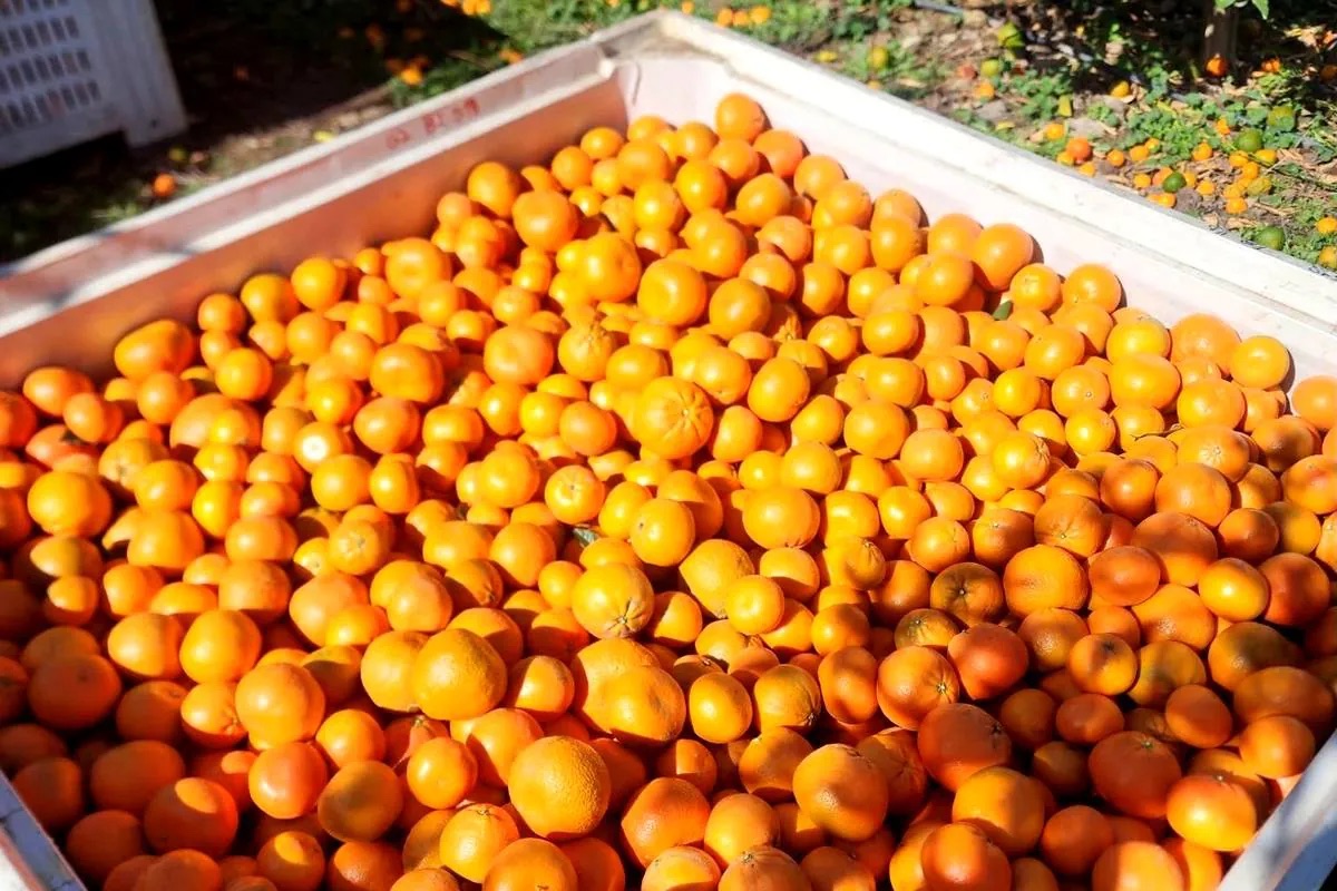 Cajones de naranja en la quinta
